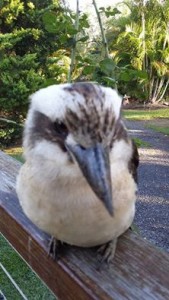 11811498_1470918156562462_3601647073825893181_n