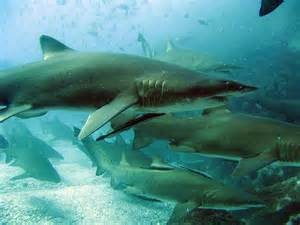 thdvb0nlaqgrey-nurse