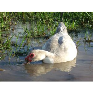 300x300px-LS-ce86354c_Creamy