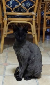 12274231_10153814285372871_8495165045892260318_n